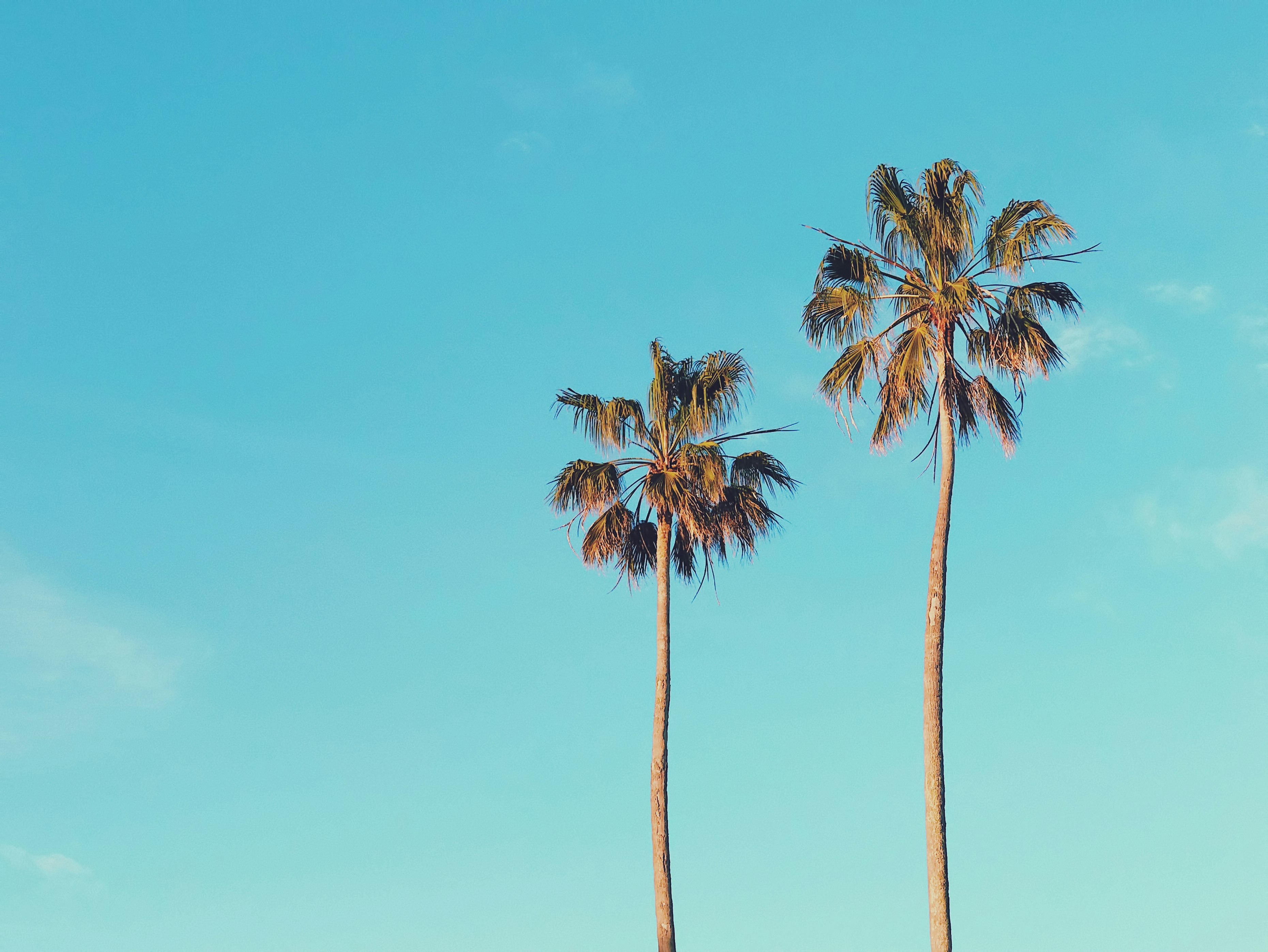 two brown palm trees